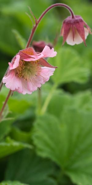 GEUM 'Pink Frills'