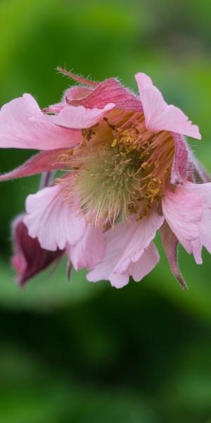 GEUM 'Pink Frills'