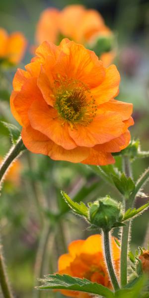 GEUM 'Prinses Juliana'