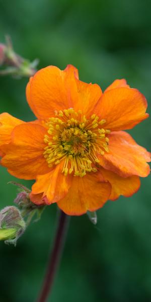 GEUM 'Rearsby Hybrid'