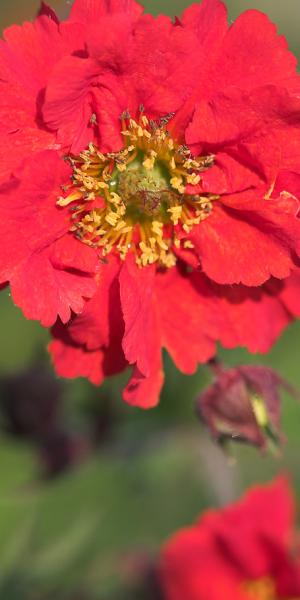 GEUM 'Red Wings'