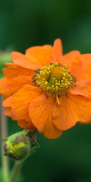 GEUM 'Rijnstroom'