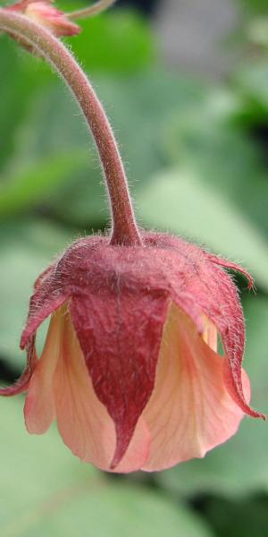 GEUM rivale 'Barbra Lawton'