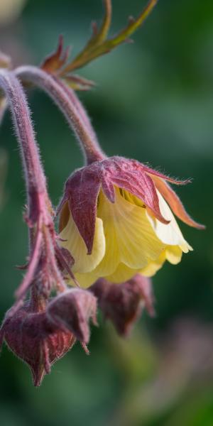 GEUM rivale 'Cream Drop'