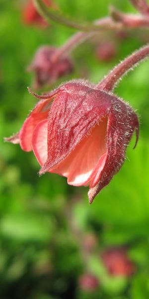 GEUM rivale