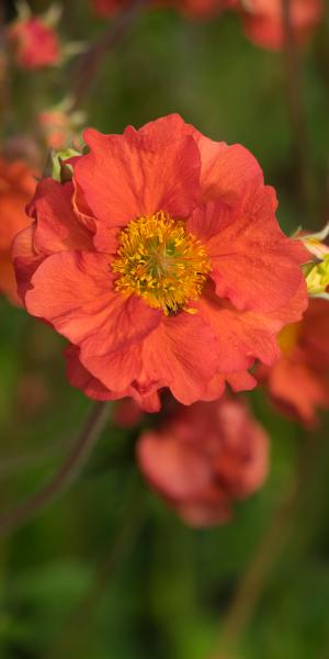 Geum Scarlet Tempest 