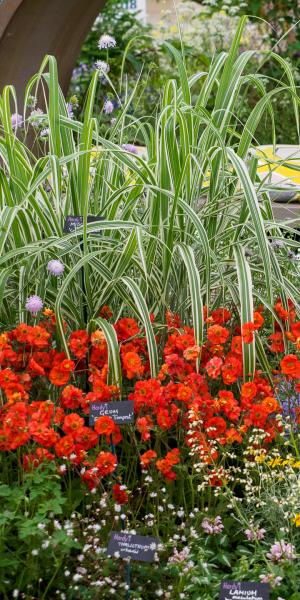 Geum Scarlet Tempest 