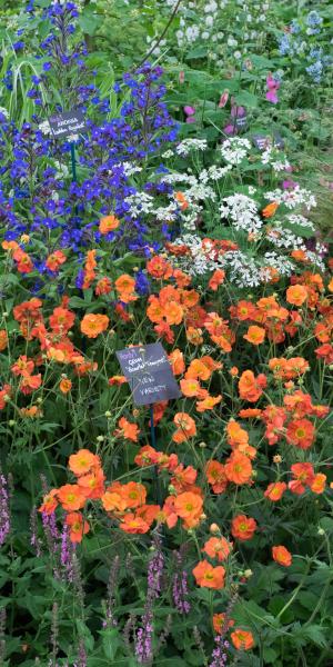 GEUM 'Scarlet Tempest' 