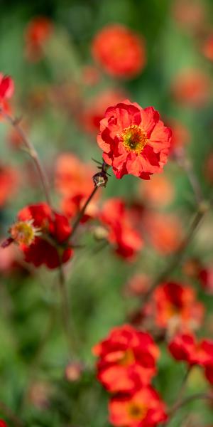 Geum Scarlet Tempest