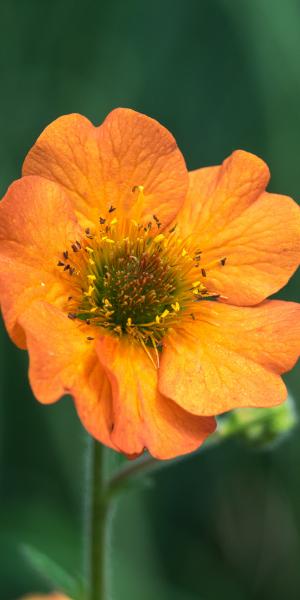 Geum 'Totally Tangerine'