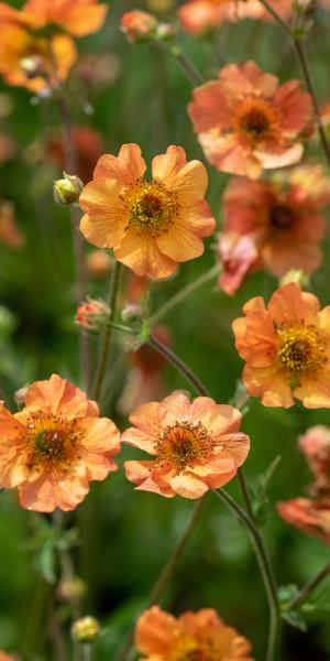 Geum 'Totally Tangerine'