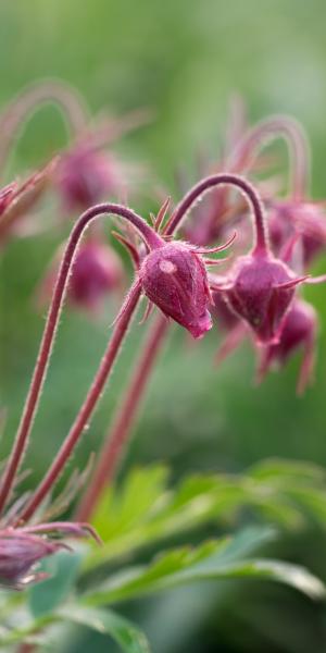 GEUM triflorum