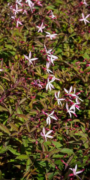 Gillenia trifoliata 'Pink Profusion'