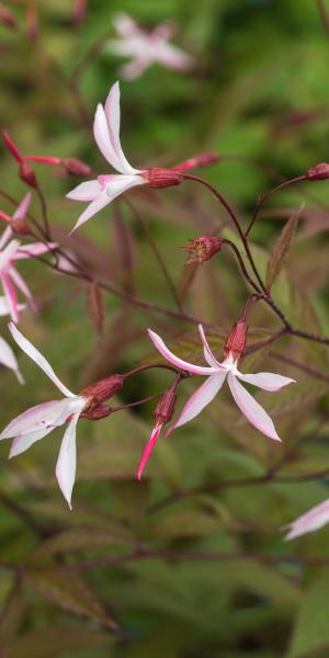 Gillenia trifoliata 'Pink Profusion'