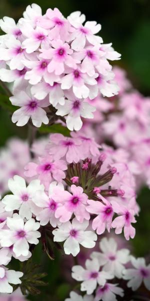 GLANDULARIA 'Margaret's Memory'