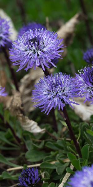 GLOBULARIA cordifolia