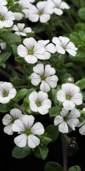 ACANTHOPHYLLUM cerastioides 'Border Belle'