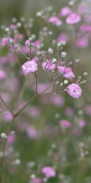 GYPSOPHILA paniculata 'Flamingo' 