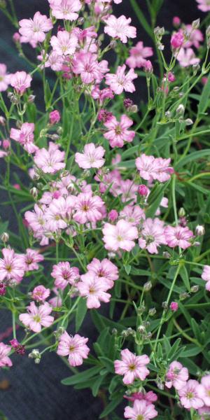 GYPSOPHILA 'Rosenschleier'