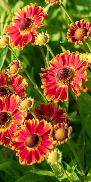 HELENIUM autumnale 'Bandera'