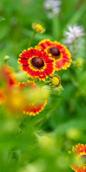 HELENIUM autumnale 'Fuego' (Mariachi Series) 