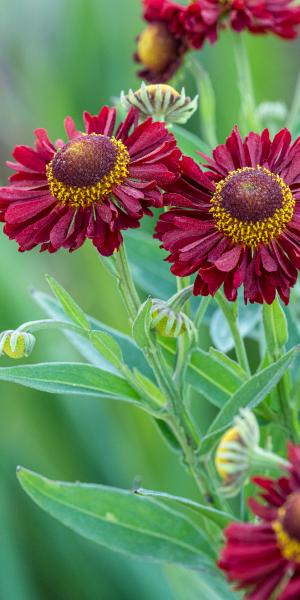 HELENIUM autumnale 'Ranchera'