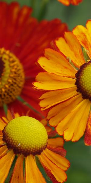 HELENIUM 'Baudirektor Linne'