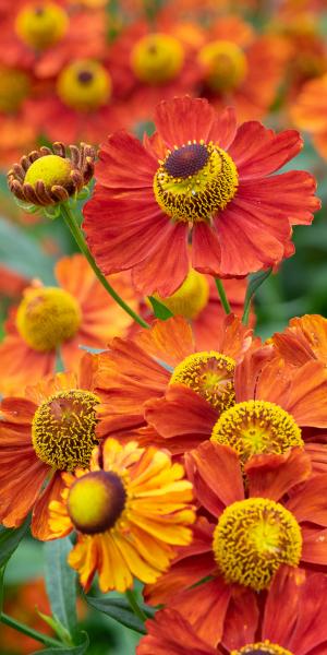 HELENIUM 'Baudirektor Linne'