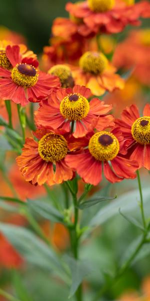 HELENIUM 'Baudirektor Linne'