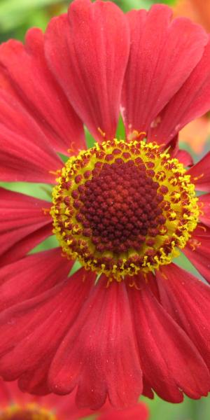 HELENIUM 'Bruno'