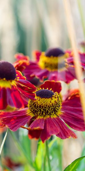 HELENIUM 'Dauerbrenner'