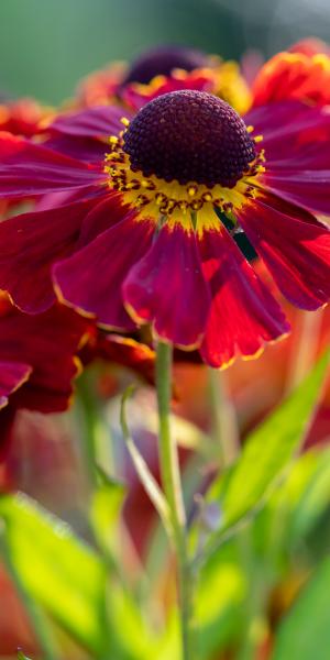 HELENIUM 'Dauerbrenner'