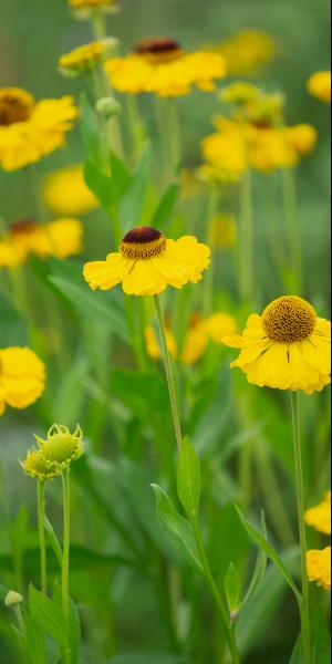 HELENIUM 'El Dorado'