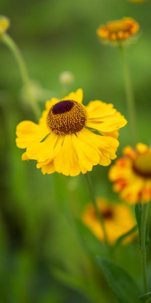 HELENIUM 'El Dorado'