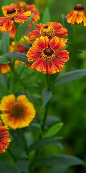 HELENIUM 'Flammendes Kathchen'