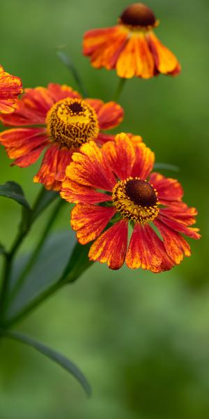 HELENIUM 'Flammendes Kathchen'