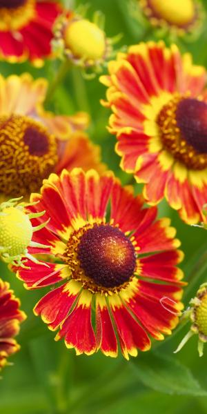 HELENIUM autumnale 'Fuego'