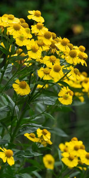 HELENIUM Kanaria