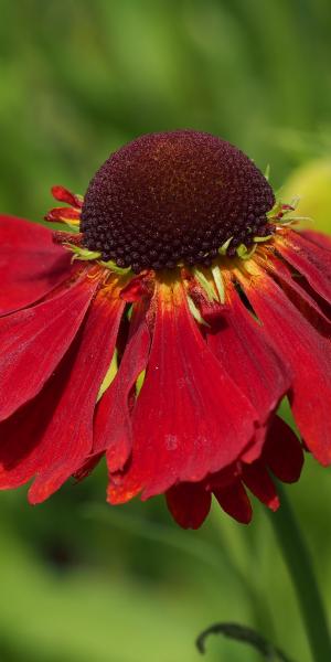 HELENIUM 'Moerheim Beauty'