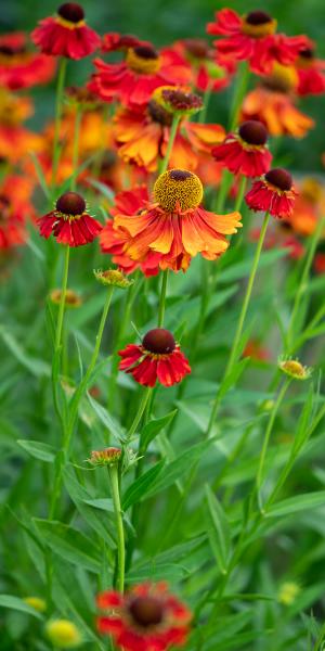 HELENIUM 'Moerheim Beauty'