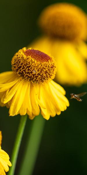HELENIUM 'Pipsqueak'
