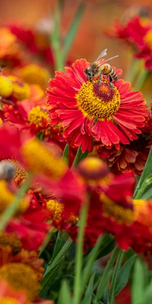 HELENIUM autumnale 'Ranchera'