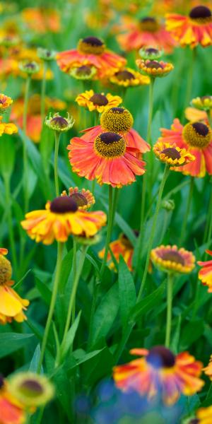 HELENIUM 'Sahin's Early Flowerer'