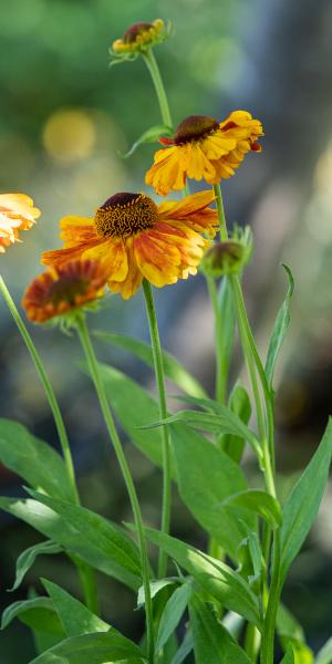 HELENIUM 'Sahin's Early Flowerer'