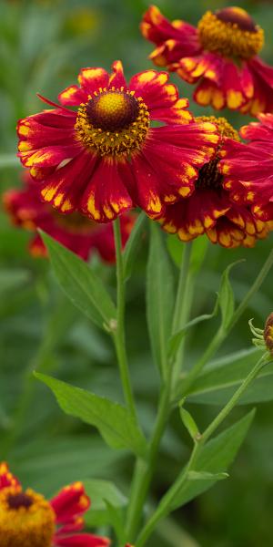 Helenium 'Vicky'