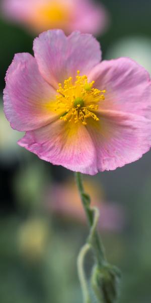 HELIANTHEMUM 'Rhodanthe Carneum' (Wisley Pink)