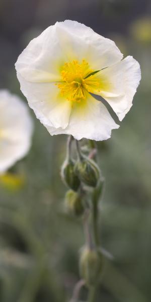 Helianthemum 'Wisley White'