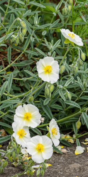 Helianthemum 'Wisley White'