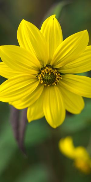 HELIANTHUS giganteus