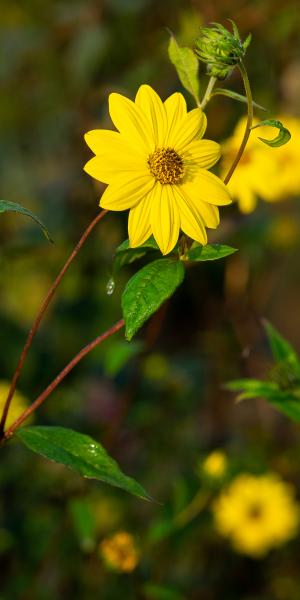 HELIANTHUS giganteus